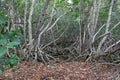 Mangrove roots exposed Royalty Free Stock Photo
