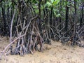 Mangrove Roots Royalty Free Stock Photo