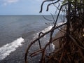 Mangrove roots are left on the seashore due to inundation by a strong typhoon storm