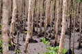 Mangrove roots near Cairns airport Australia Royalty Free Stock Photo