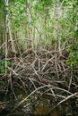 Mangrove roots reach into shallow water in a forest growing in t Royalty Free Stock Photo