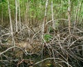 Mangrove roots reach into shallow water in a forest growing in t Royalty Free Stock Photo