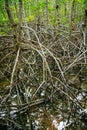 Mangrove roots reach into shallow water in a forest growing in t Royalty Free Stock Photo