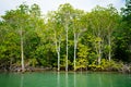 Mangrove roots reach into shallow water in a forest growing in t