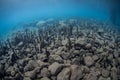 Mangrove Roots and Rocky Seafloor