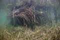 Mangrove Roots and Seagrass Royalty Free Stock Photo