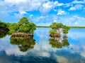 mangrove roots in South Florida estuary Royalty Free Stock Photo