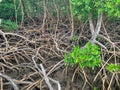 mangrove roots in South Florida estuary Royalty Free Stock Photo