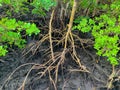 mangrove roots in South Florida estuary Royalty Free Stock Photo