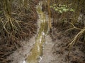 Mangrove roots and stream Royalty Free Stock Photo