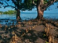 Mangrove roots with a tranquil scene in a coastal wetland Royalty Free Stock Photo
