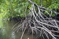 Mangrove roots, aerial roots over the water surface. Royalty Free Stock Photo