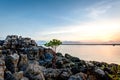 Mangrove sapling growing out of the rocks at Honeymoon Bay Kalumburu