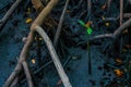 Mangrove seed in a mud, Zanzibar. Jozani forest Royalty Free Stock Photo