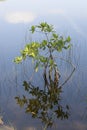 Mangrove Seedling with Aerial Roots Reflected in Calm Water with Clouds Royalty Free Stock Photo