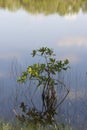 Mangrove Seedling Reflected in a Tranquil Lake With Reflections of Grass and Clouds