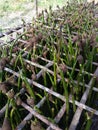 mangrove seedlings growing in a polybag.. it is a part of reforestation campaign for mangrove forest in Bengkulu Indonesia