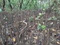 A mangrove is a shrub or tree that grows in coastal saline or brackish water. Royalty Free Stock Photo
