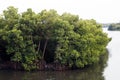 mangrove is a shrub or tree that grows mainly in coastal saline or brackish water, grows along coastlines and tidal rivers