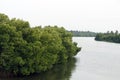 mangrove is a shrub or tree that grows mainly in coastal saline or brackish water, grows along coastlines and tidal rivers