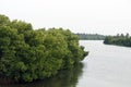 mangrove is a shrub or tree that grows mainly in coastal saline or brackish water, grows along coastlines and tidal rivers Royalty Free Stock Photo