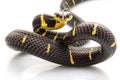 Mangrove Snake Royalty Free Stock Photo