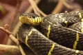 Mangrove snake Royalty Free Stock Photo