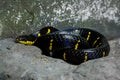 Mangrove Snake:Boiga dendrophila