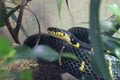 Mangrove Snake - Boiga dendrophila Royalty Free Stock Photo