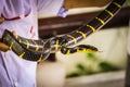 Mangrove Snake