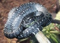 Mangrove snake.