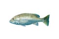 Mangrove snapper or gray snapper Lutjanus griseus Isolated on white background with clipping path