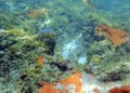 Mangrove snapper swimming among the rock and coral reef