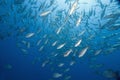 Mangrove snappers (lutjanus argentimaculatus)