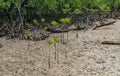 Mangrove sprouts growing in marshland of Surin island national park, Thailand