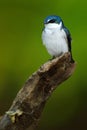 Mangrove Swallow, Tachycineta albilinea, bird from tropic river. Exotic swallow from Costa Rica. Bird sitting on the tree branch Royalty Free Stock Photo