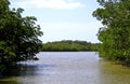 Mangrove Swamp 1 - Everglades