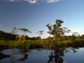 Mangrove swamp Royalty Free Stock Photo