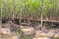 Mangrove swamp Royalty Free Stock Photo