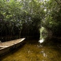 Mangrove swamp Royalty Free Stock Photo