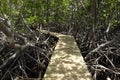 Mangrove swamp in Caravelle peninsula in Martinique