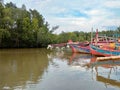 Mangrove swamp forest in a fishing boat jetty area in a fishing village Royalty Free Stock Photo