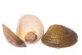 Mangrove Swamp Lokan Clams Isolated Royalty Free Stock Photo