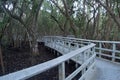 Mangrove swamp at low tide Royalty Free Stock Photo