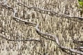 Mangrove swamp at low tide Royalty Free Stock Photo