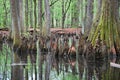 Mangrove Swamp at the Mississippi River, Mississippi Royalty Free Stock Photo