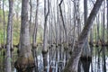 Mangrove Swamp at the Mississippi River, Mississippi Royalty Free Stock Photo