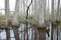 Mangrove Swamp at the Mississippi River, Mississippi Royalty Free Stock Photo