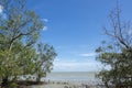 Mangrove swamp in the tropical beach Royalty Free Stock Photo