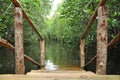 Mangrove swamp in zanzibar Royalty Free Stock Photo